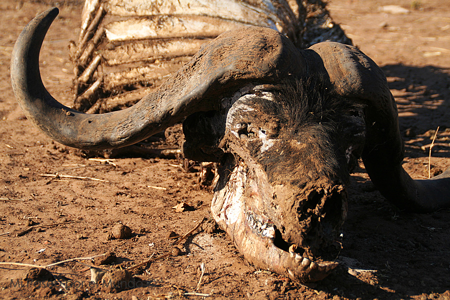 Cabeza de esqueleto de búfalo en Kasane