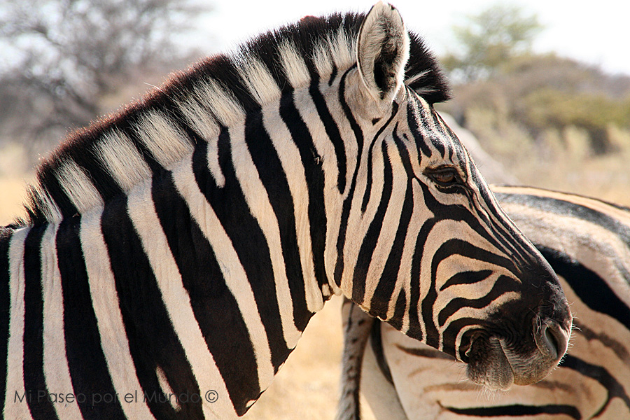 Cebra Etosha