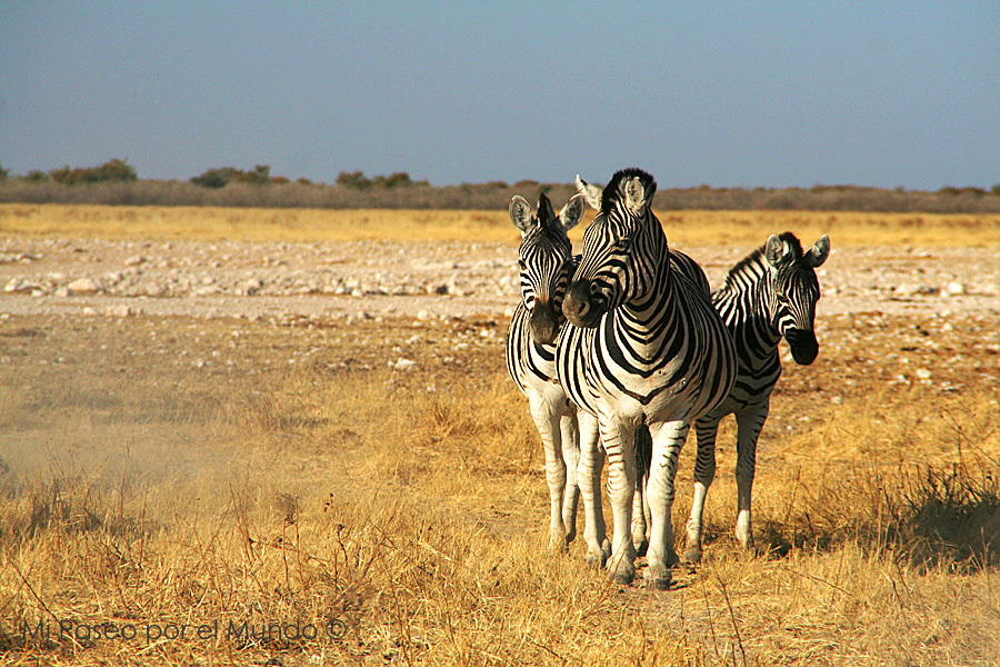 Trío debras Etosha