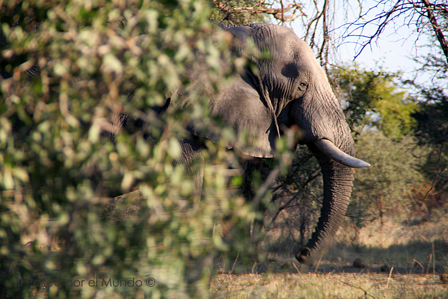 Elefante Savuti