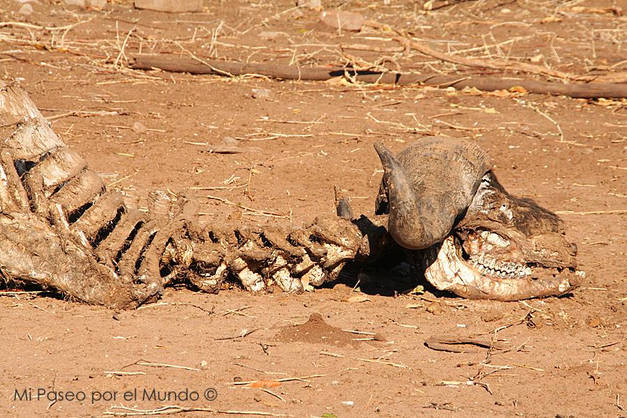Esqueleto de búfalo en Kasane