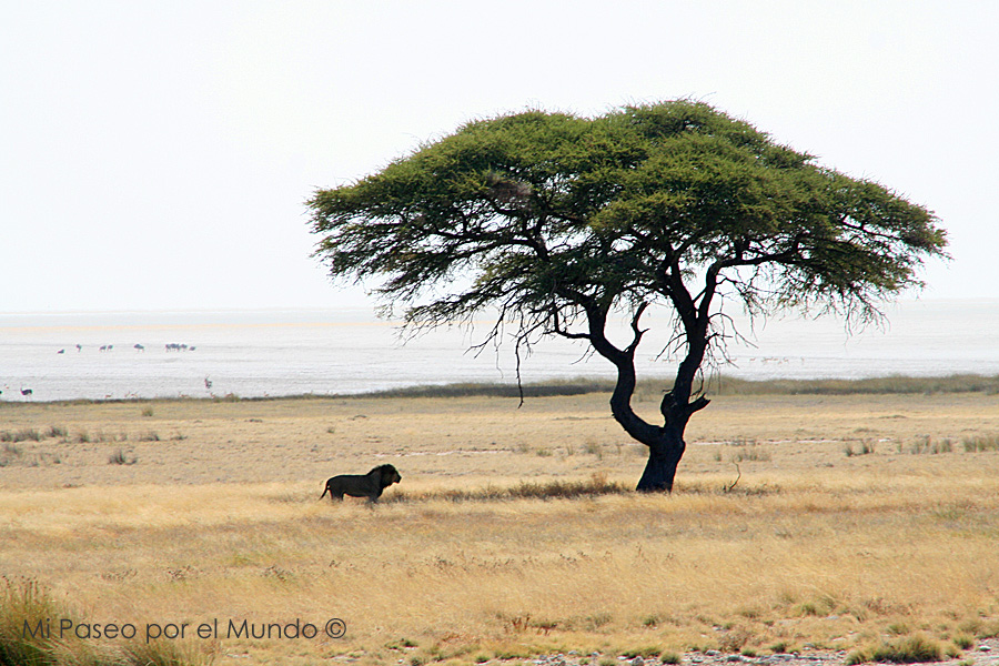 Estampa africana, Etosha