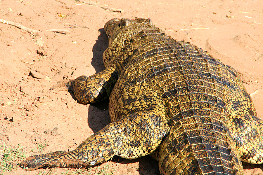 Gran cocodrilo Kasane