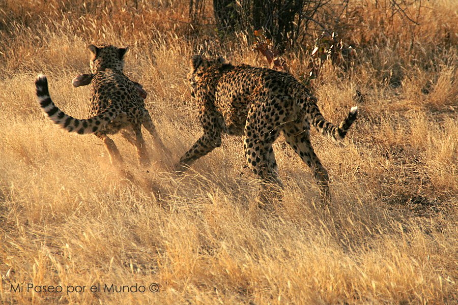 Guepardos corriendo Namibia