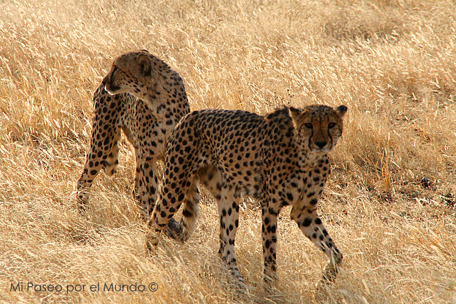 Guepardos Namibia