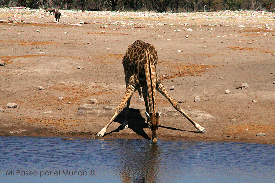 Jirafa bebiendo en Etosha