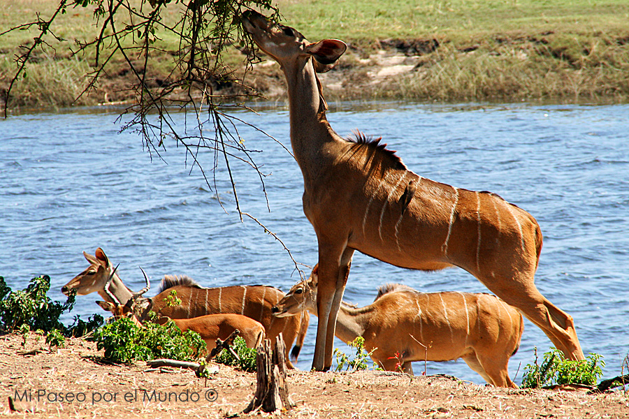 Kudu comiendo Kasane