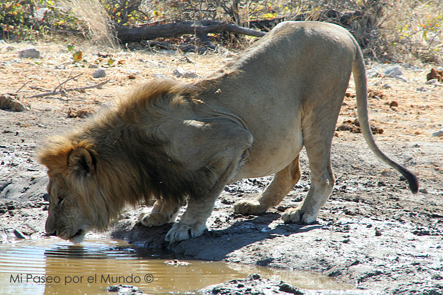 León bebiendo en Etosha