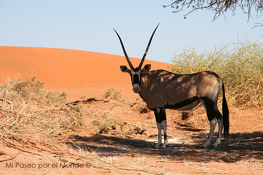 Orix en desierto Namib