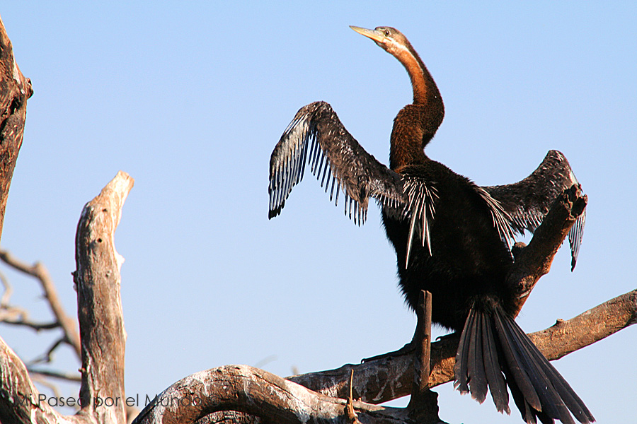 Pájaro con las alas abiertas Kasane