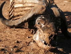 Cabeza de esqueleto de búfalo en Kasane