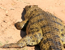 Gran cocodrilo Kasane