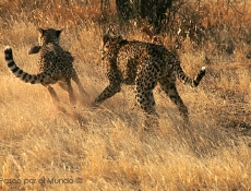 Guepardos corriendo Namibia