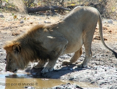 León bebiendo en Etosha