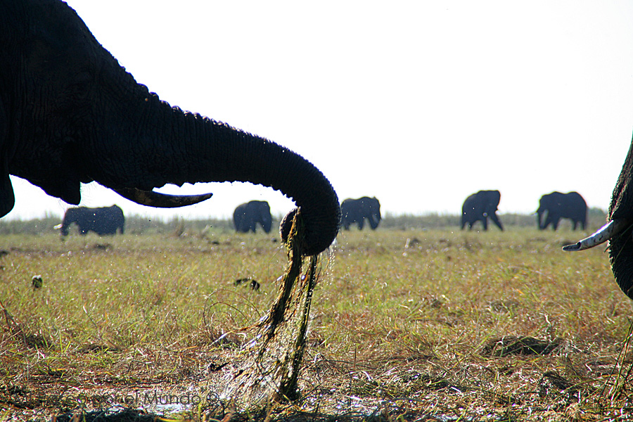 Trompa de elefante Kasane