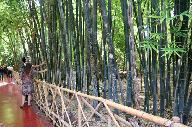 bambu-jardin-majorelle-marrakech