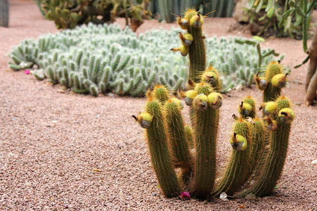 cactus-bonto-jardinmajorelle-marrakech-mipaseoporelmundo