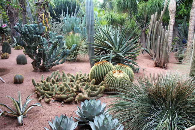 cactus-jardinmajorelle-marrakech-mipaseoporelmundo