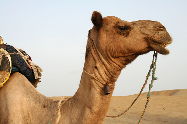 camello-desiertothar-jaisalmer-india-mipaseoporelmundo