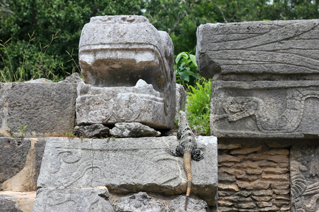 iguana-camuflada-chicheintza-mexico-mipaseoporelmundo