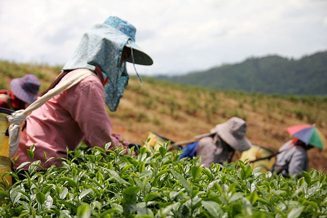 Plantaciones de té en Mae Salong