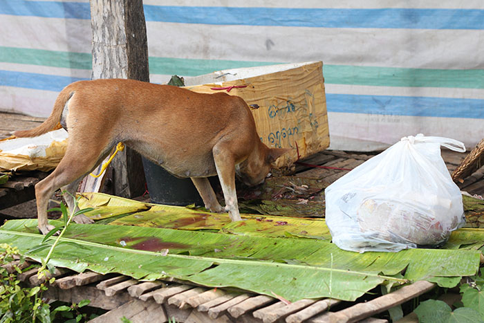 perro-mercado-lago-inle-myanmar-mipaseoporelmundo