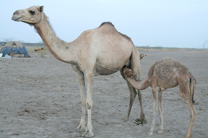 camellos-cria-desierto-afar-etiopia-mipaseoporelmundo