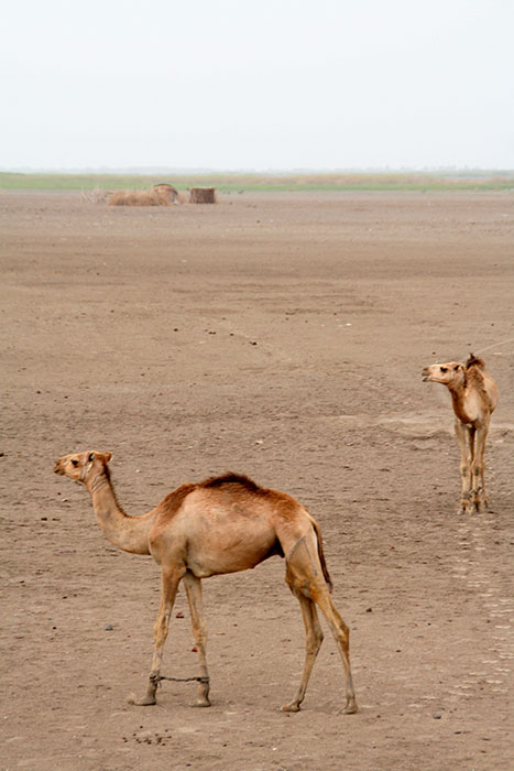 camellos-desierto-afar-etiopia-mipaseoporelmundo