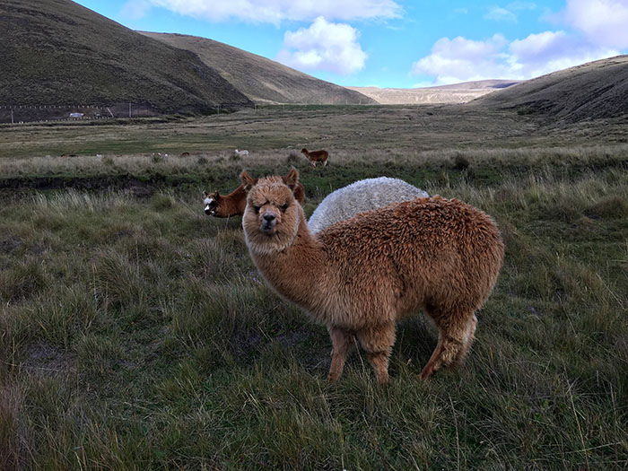 Las alpacas, dueñas y señoras del Chimborazo 