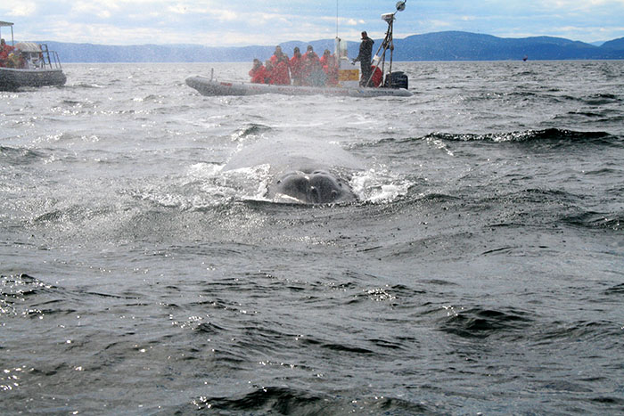 ballenas-tadoussac-canada-roadtrip-mipaseoporelmundo