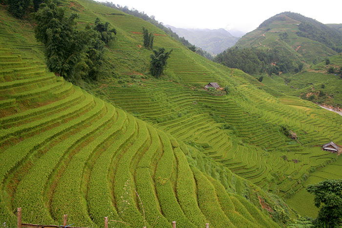 campos-arroz-trekking-sapa-vietnam-mipaseoporelmundo