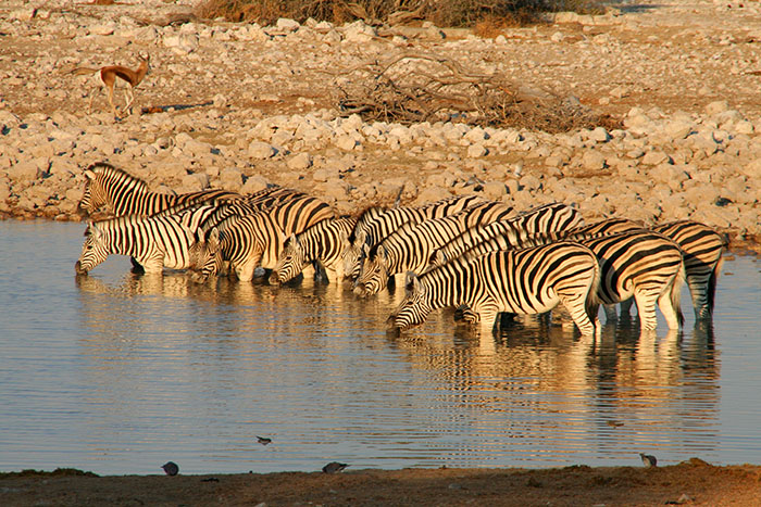 amanecer-cebras-etosha-namibia-mipaseoporelmundo