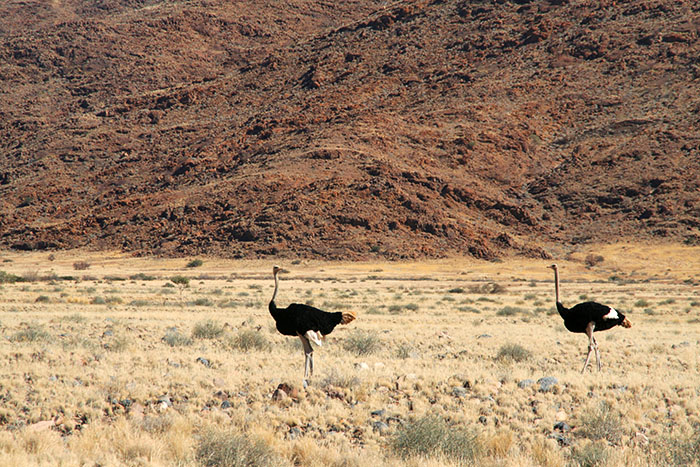 avestruces-desierto-namibia-mipaseoporelmundo