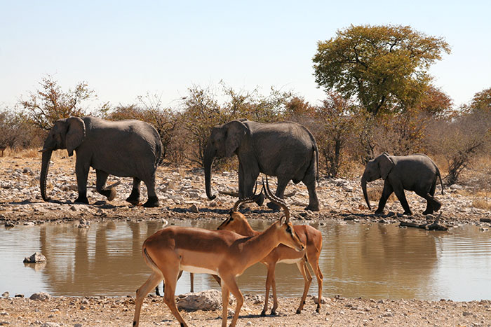 elefantes-impalas-etosha-namibia-mipaseoporelmundo