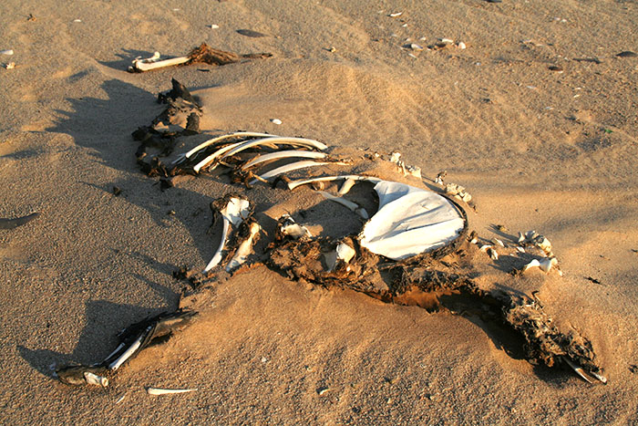 esqueleto-animal-skeleton-coast-namibia-mipaseoporelmundo
