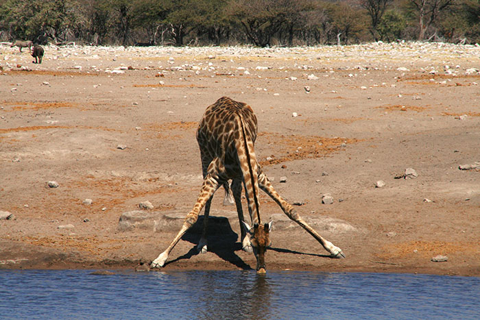 jirafa-bebiendo-etosha-namibia-mipaseoporelmundo
