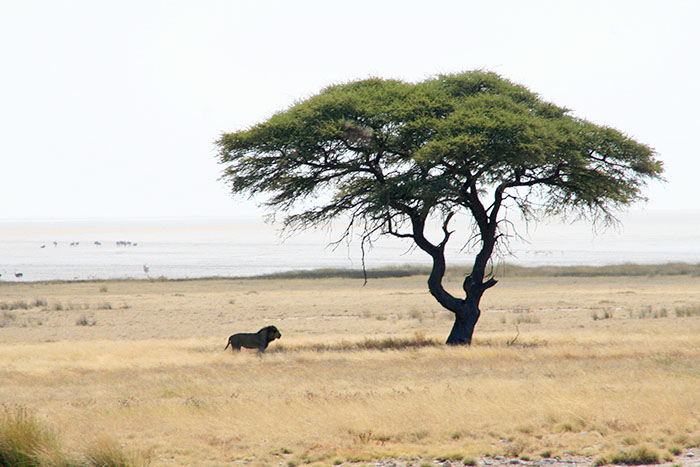 leon-sabana-africana-etosha-namibia-mipaseoporelmundo