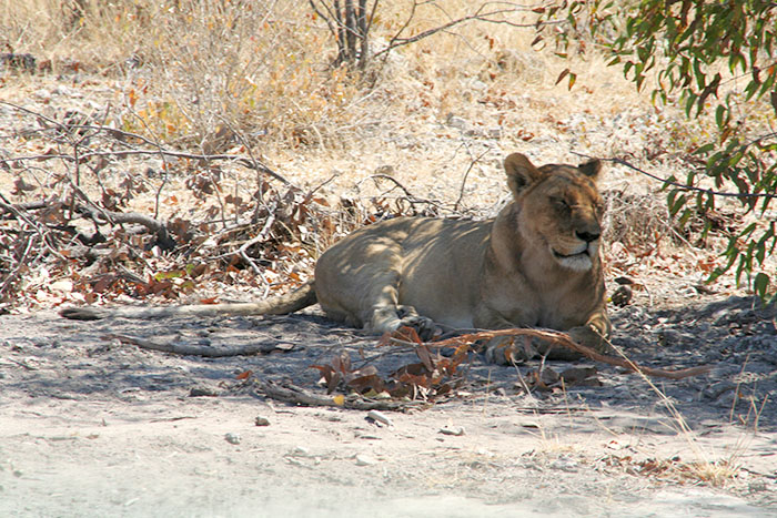 leona-etosha-namibia-mipaseoporelmundo