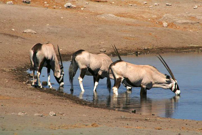 oryx-etosha-namibia-mipaseoporelmundo