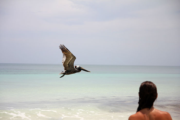 pelicano-playa-tulum-mexico-mipaseoporelmundo